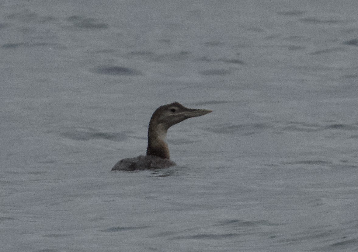 Yellow-billed Loon - ML646377779