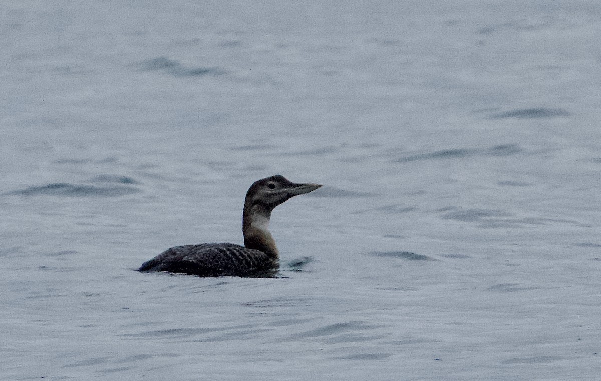 Yellow-billed Loon - ML646377780