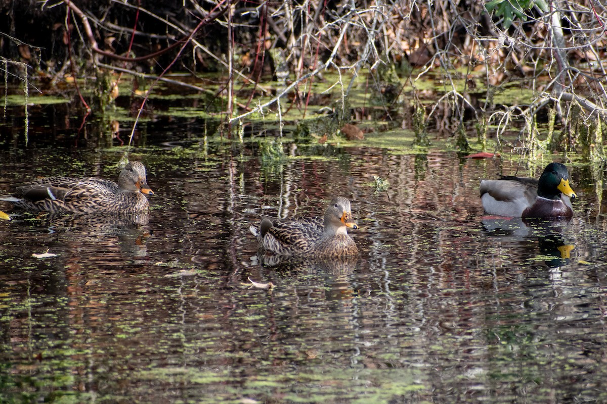 Mallard - ML646377782