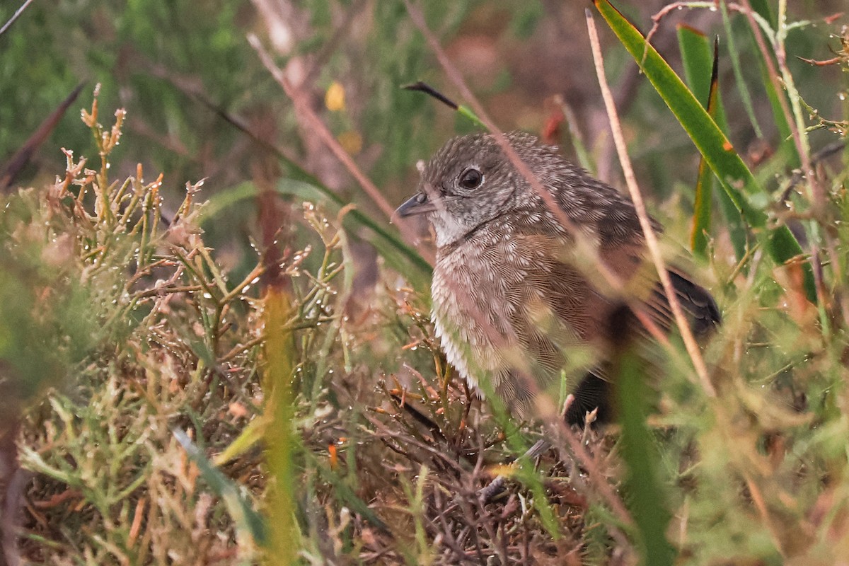 Western Bristlebird - ML646377783