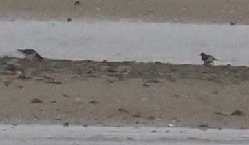 Ruddy Turnstone - ML646377785