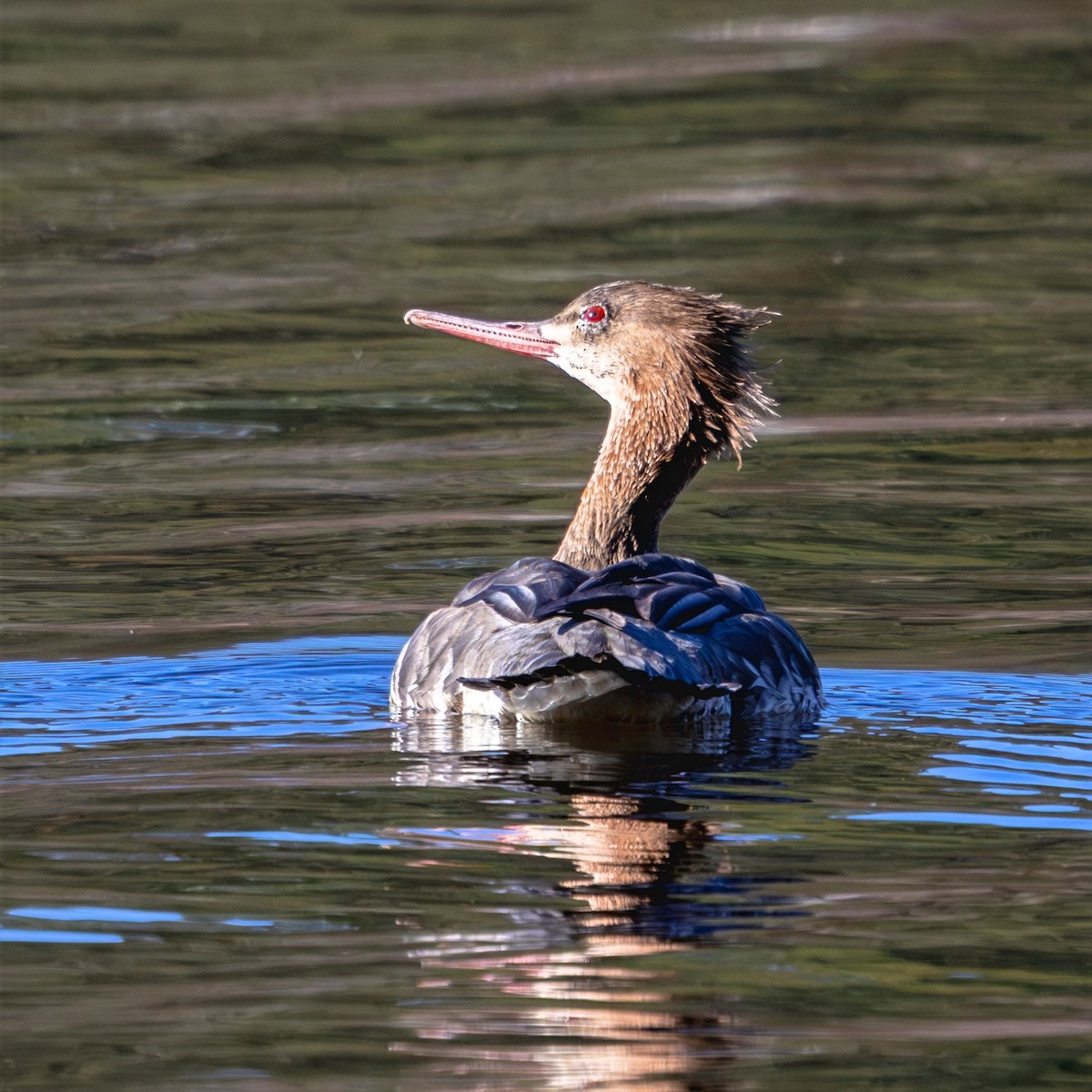 Red-breasted Merganser - ML646377788