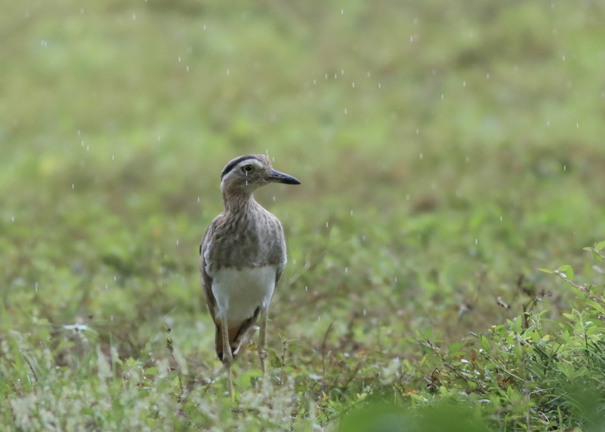 Double-striped Thick-knee - ML646377790