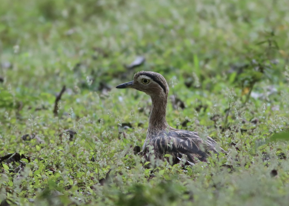 Double-striped Thick-knee - ML646377791