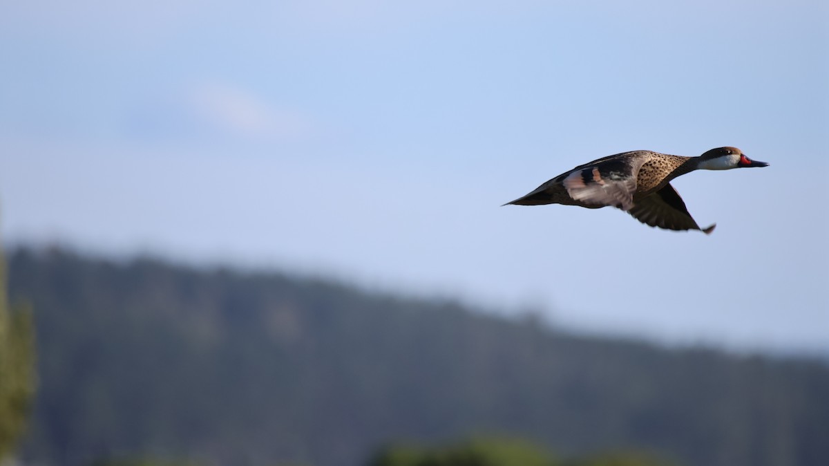 White-cheeked Pintail - ML646377792