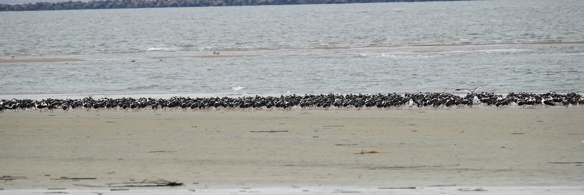 Black Skimmer - ML646377794