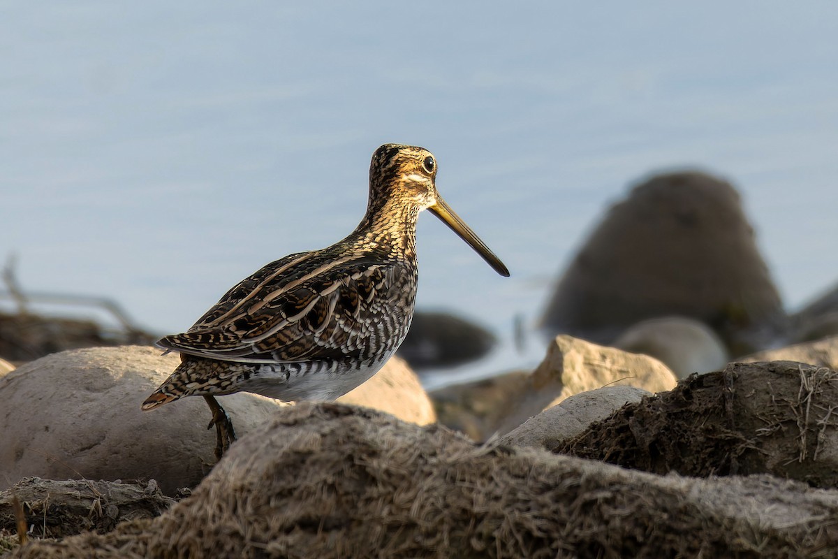 Wilson's Snipe - ML646377795