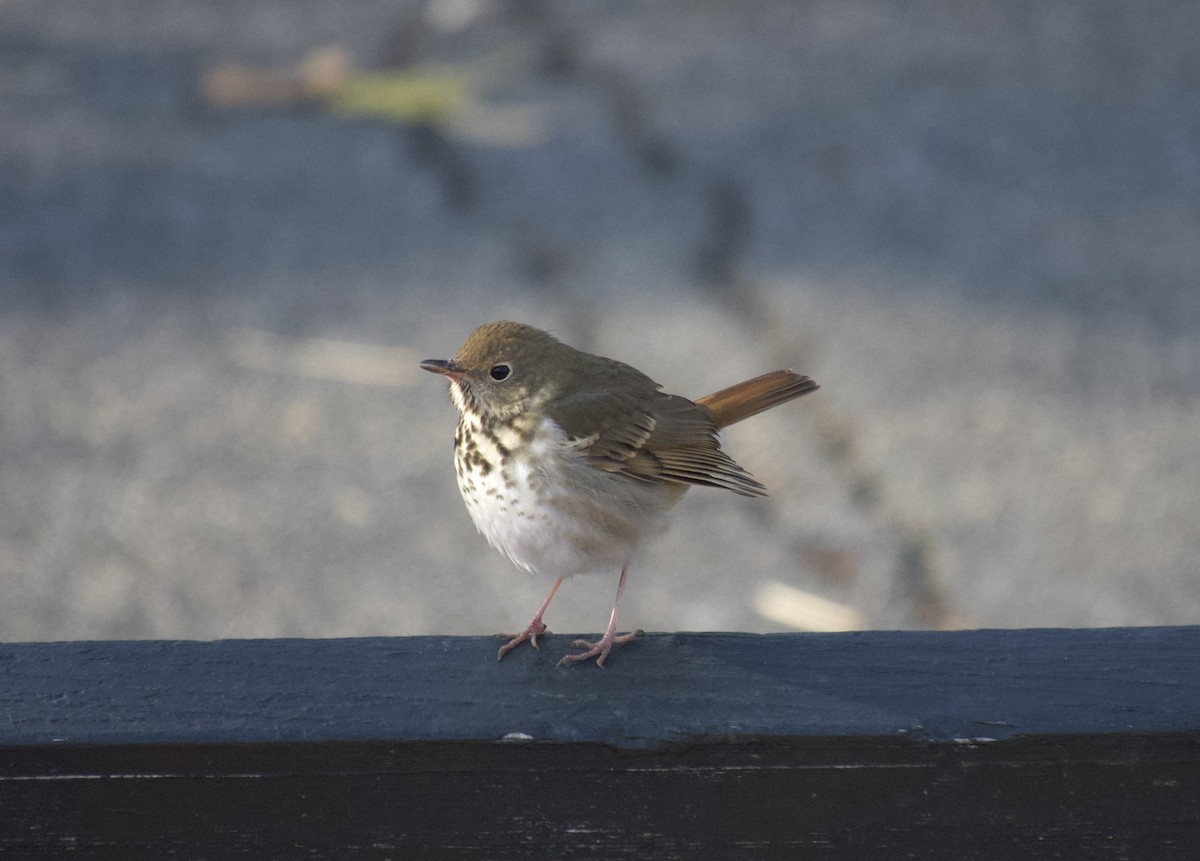 Hermit Thrush - ML646377796