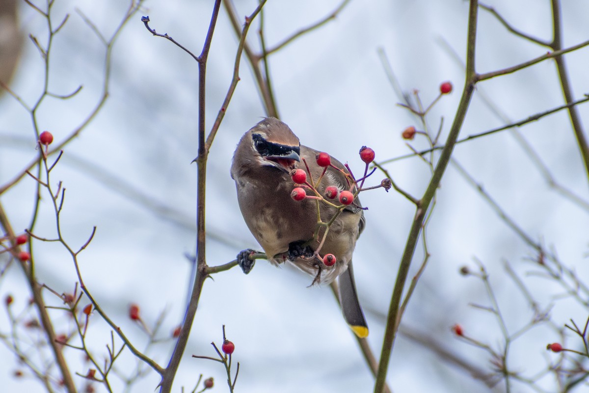 Cedar Waxwing - ML646377797