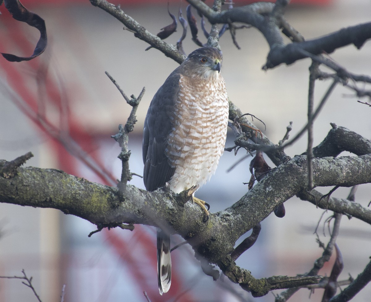 Cooper's Hawk - ML646377799