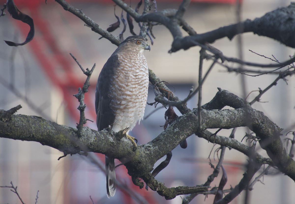 Cooper's Hawk - ML646377800