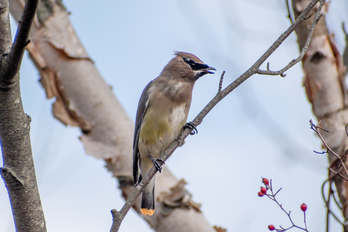 Cedar Waxwing - ML646377802