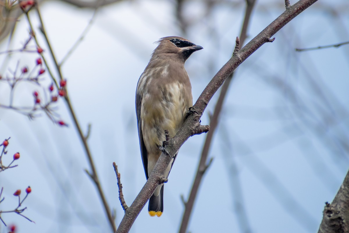 Cedar Waxwing - ML646377803