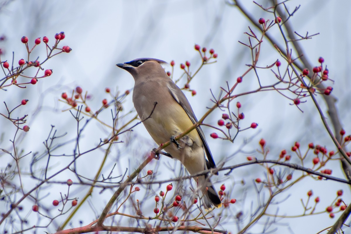 Cedar Waxwing - ML646377804