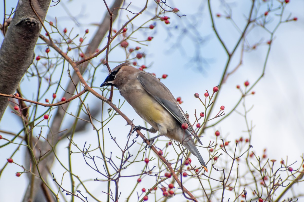 Cedar Waxwing - ML646377805