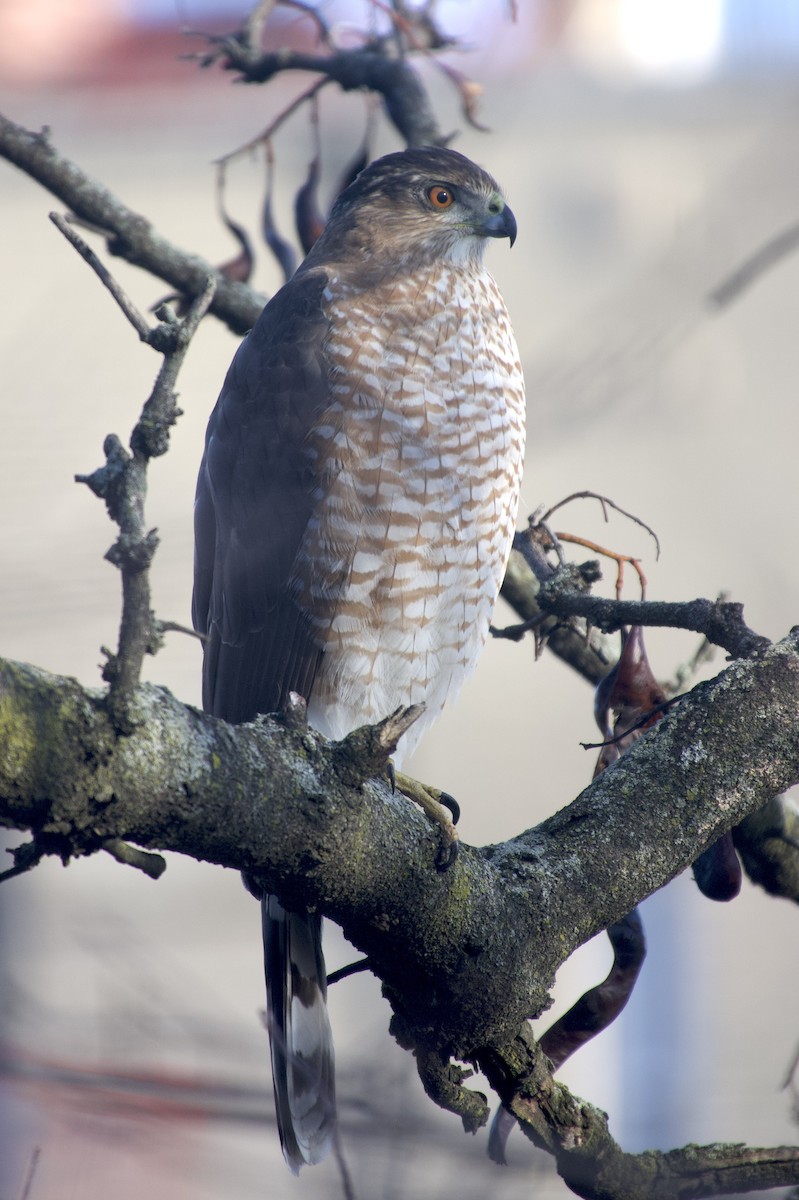 Cooper's Hawk - ML646377806