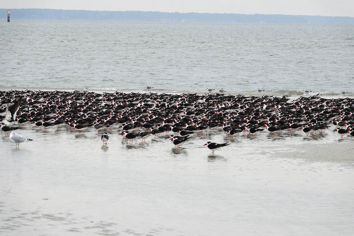 Black Skimmer - ML646377808