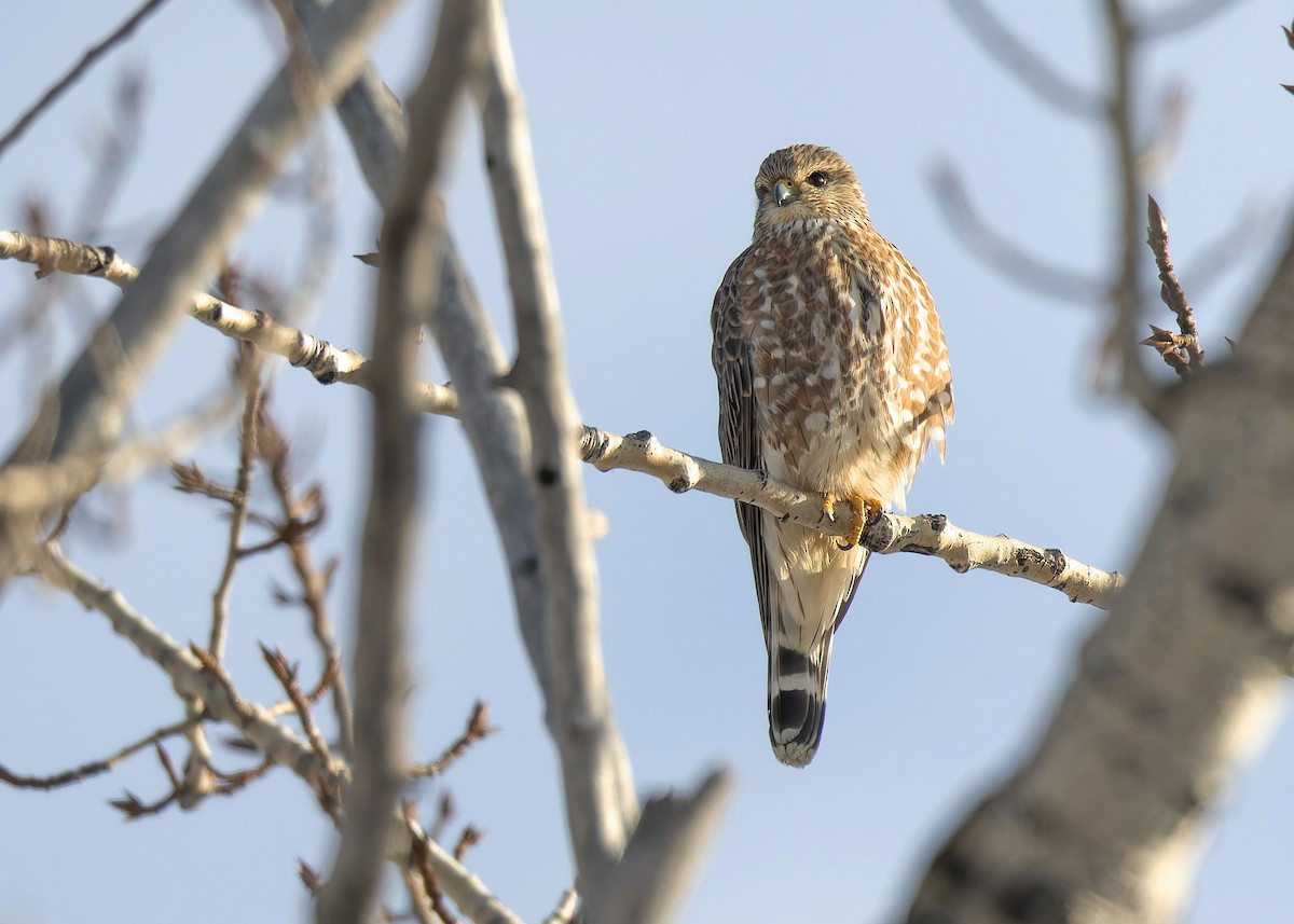 Merlin - ML646377810