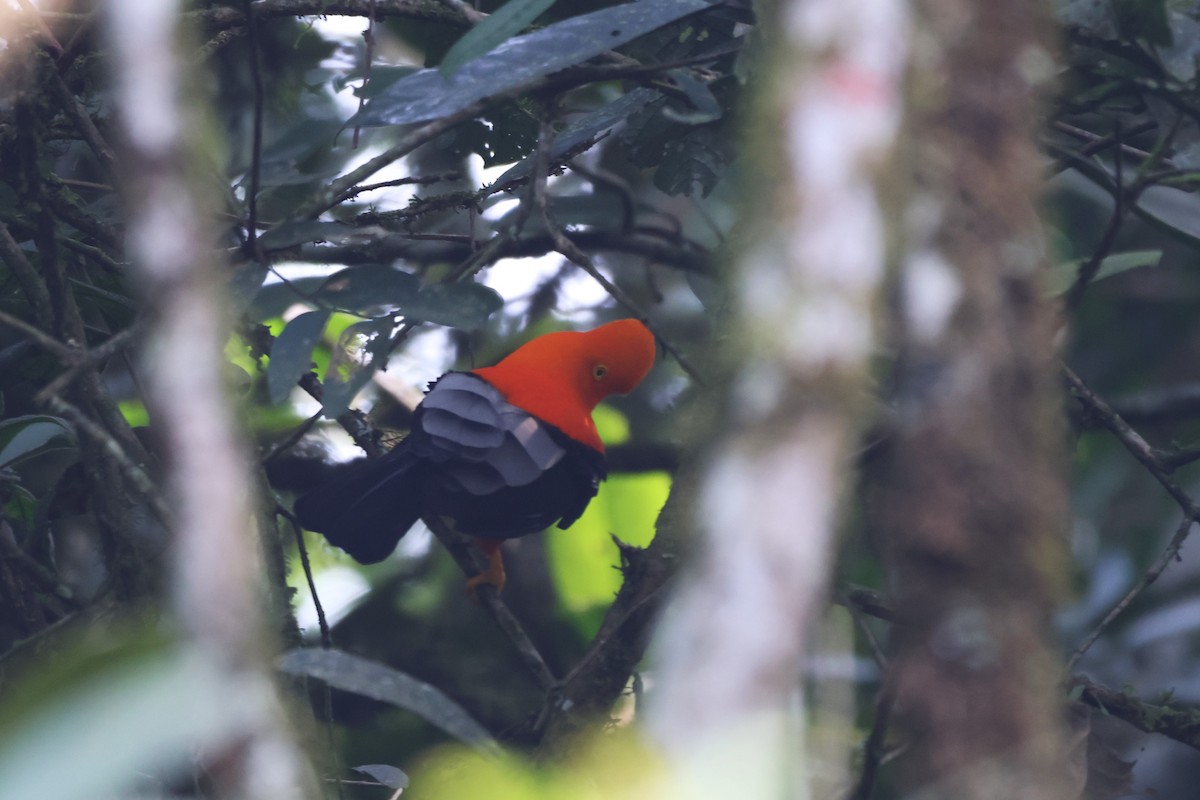 Andean Cock-of-the-rock - ML646377811
