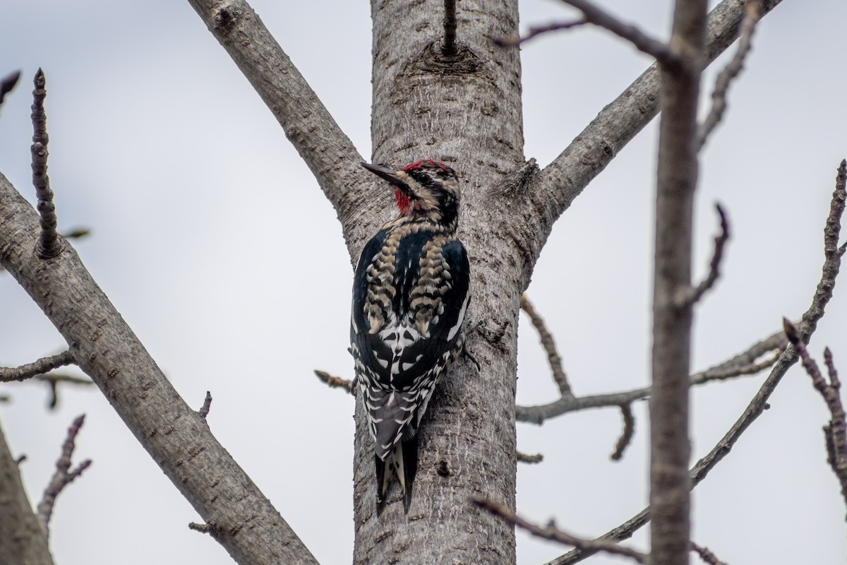 Yellow-bellied Sapsucker - ML646377812