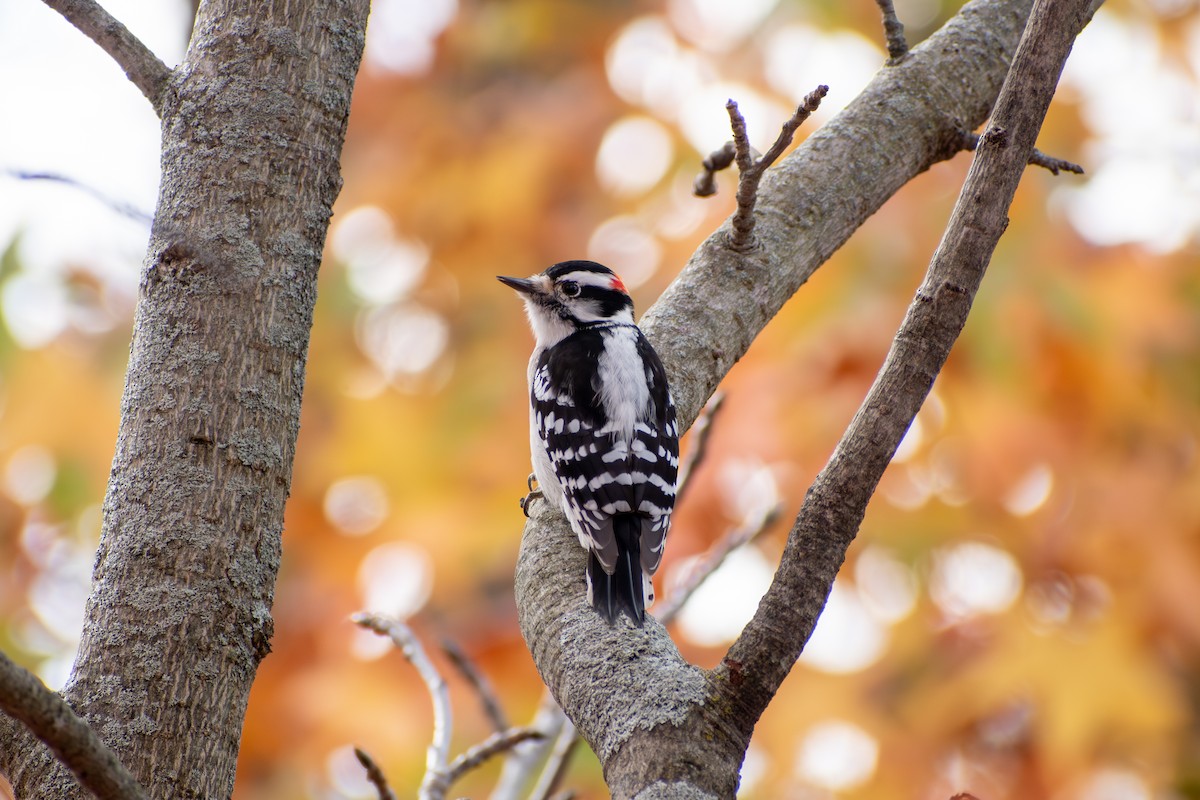 Downy Woodpecker (Eastern) - ML646377816