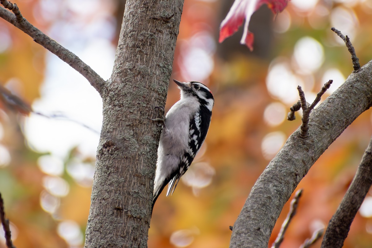 Downy Woodpecker (Eastern) - ML646377817