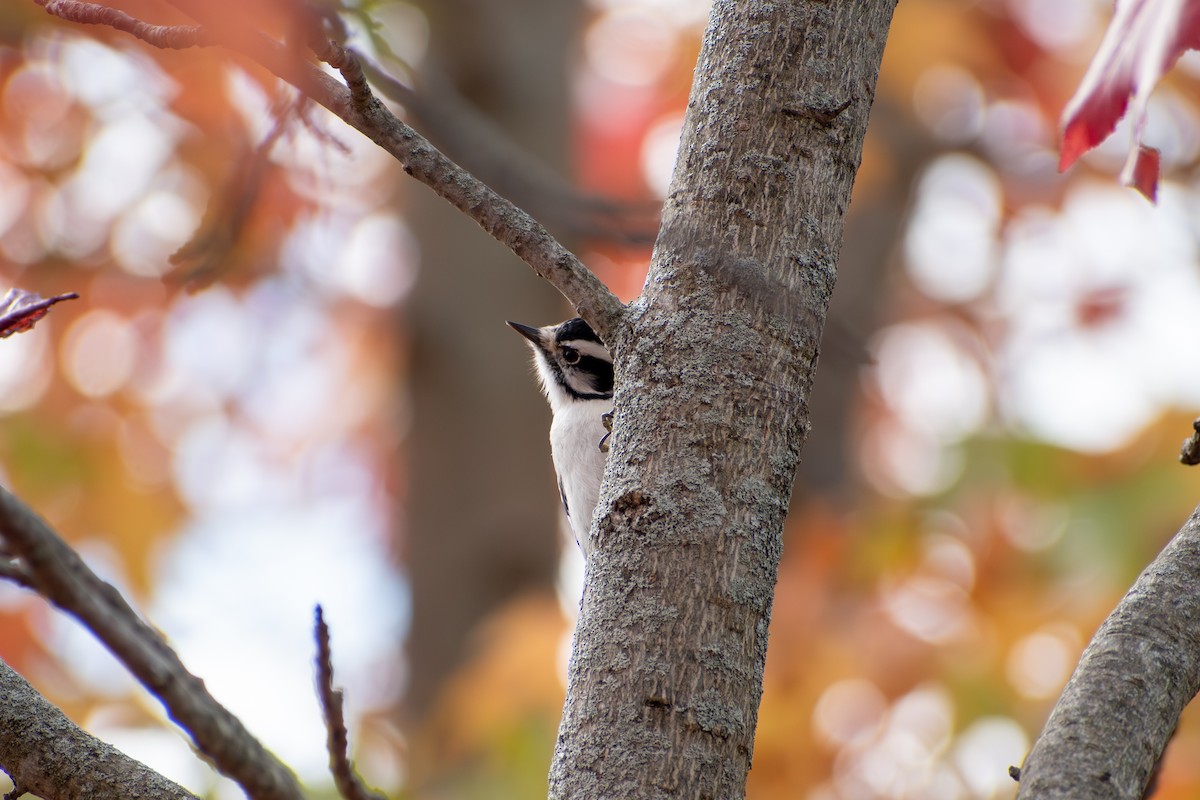 Downy Woodpecker (Eastern) - ML646377818