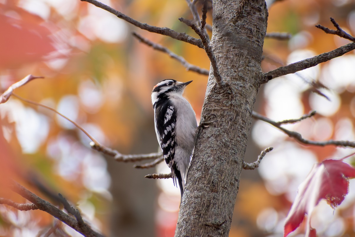 Downy Woodpecker (Eastern) - ML646377819