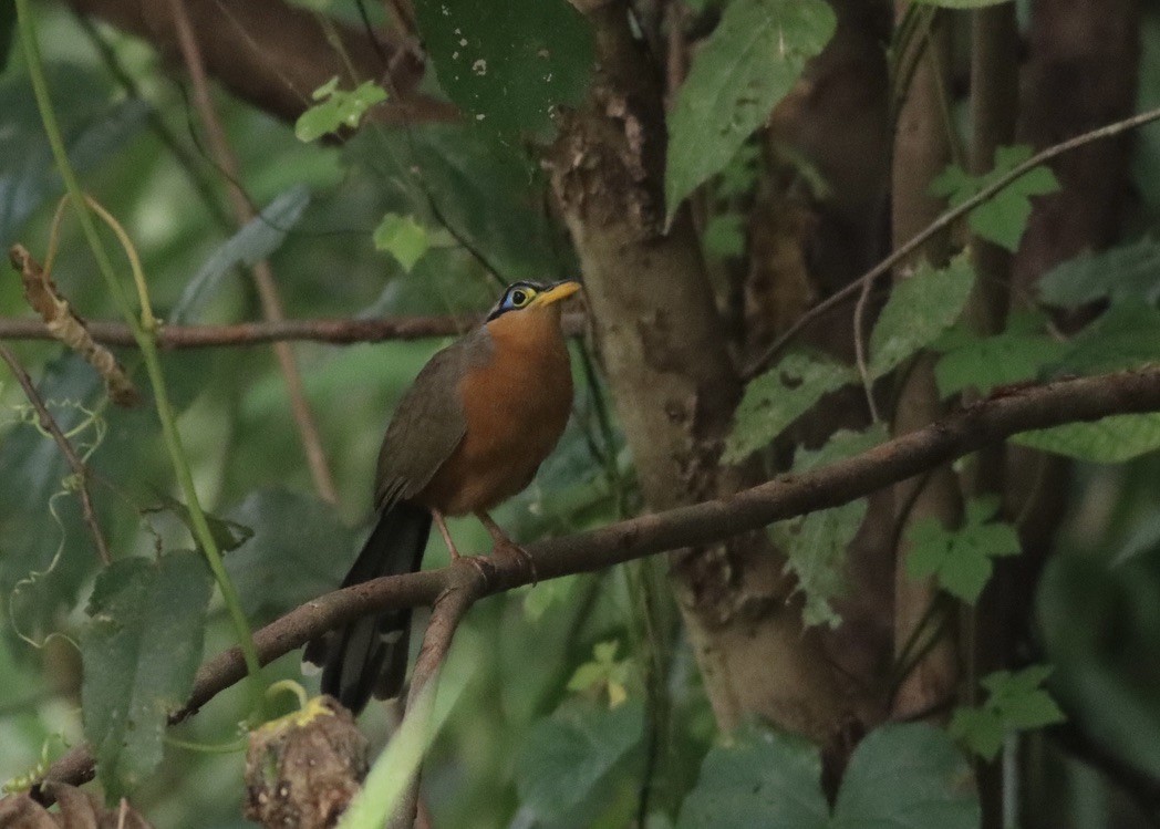 Lesser Ground-Cuckoo - ML646377821