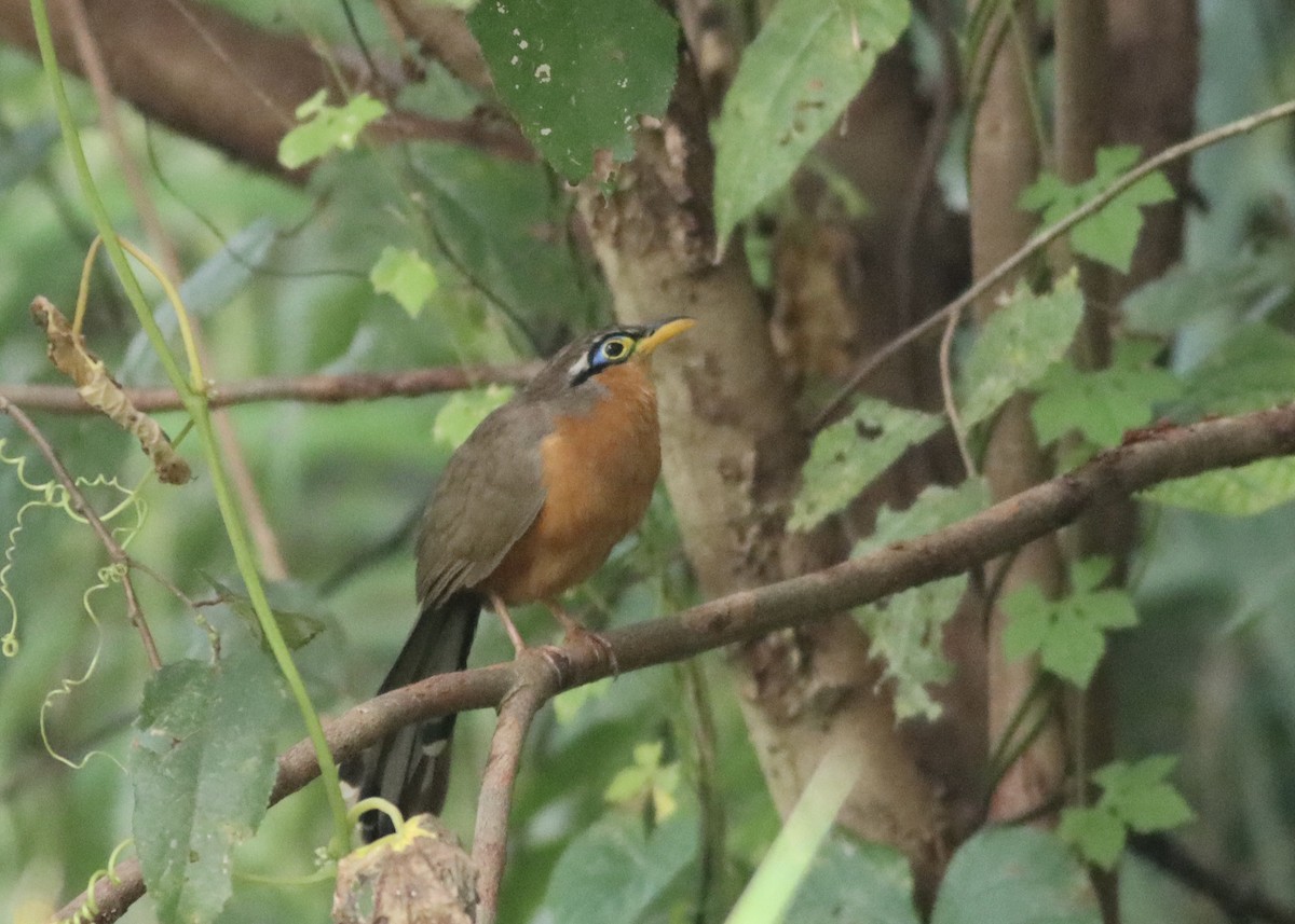 Lesser Ground-Cuckoo - ML646377822