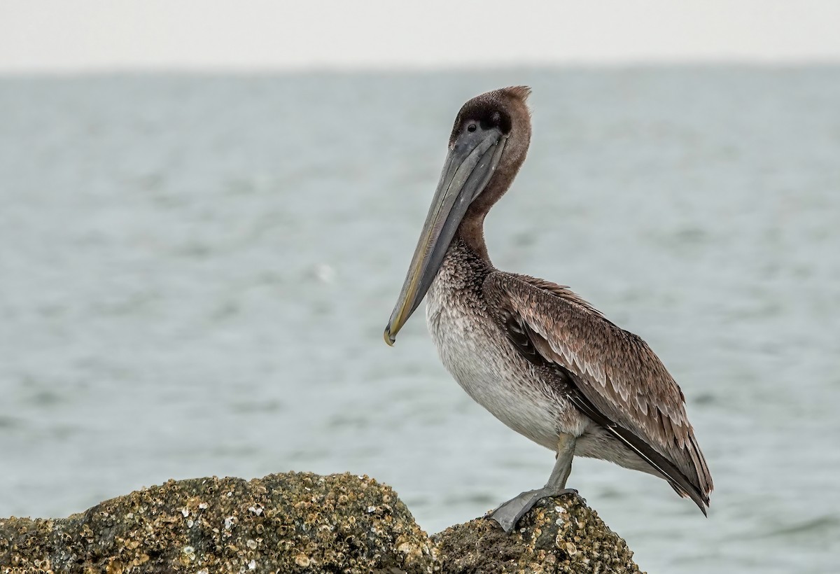Brown Pelican - ML646377825