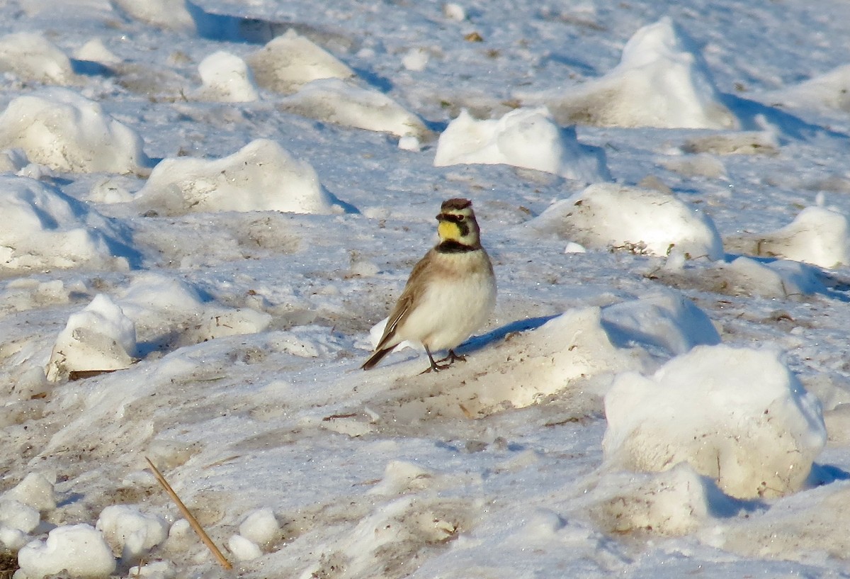 Alondra Cornuda - ML646377832