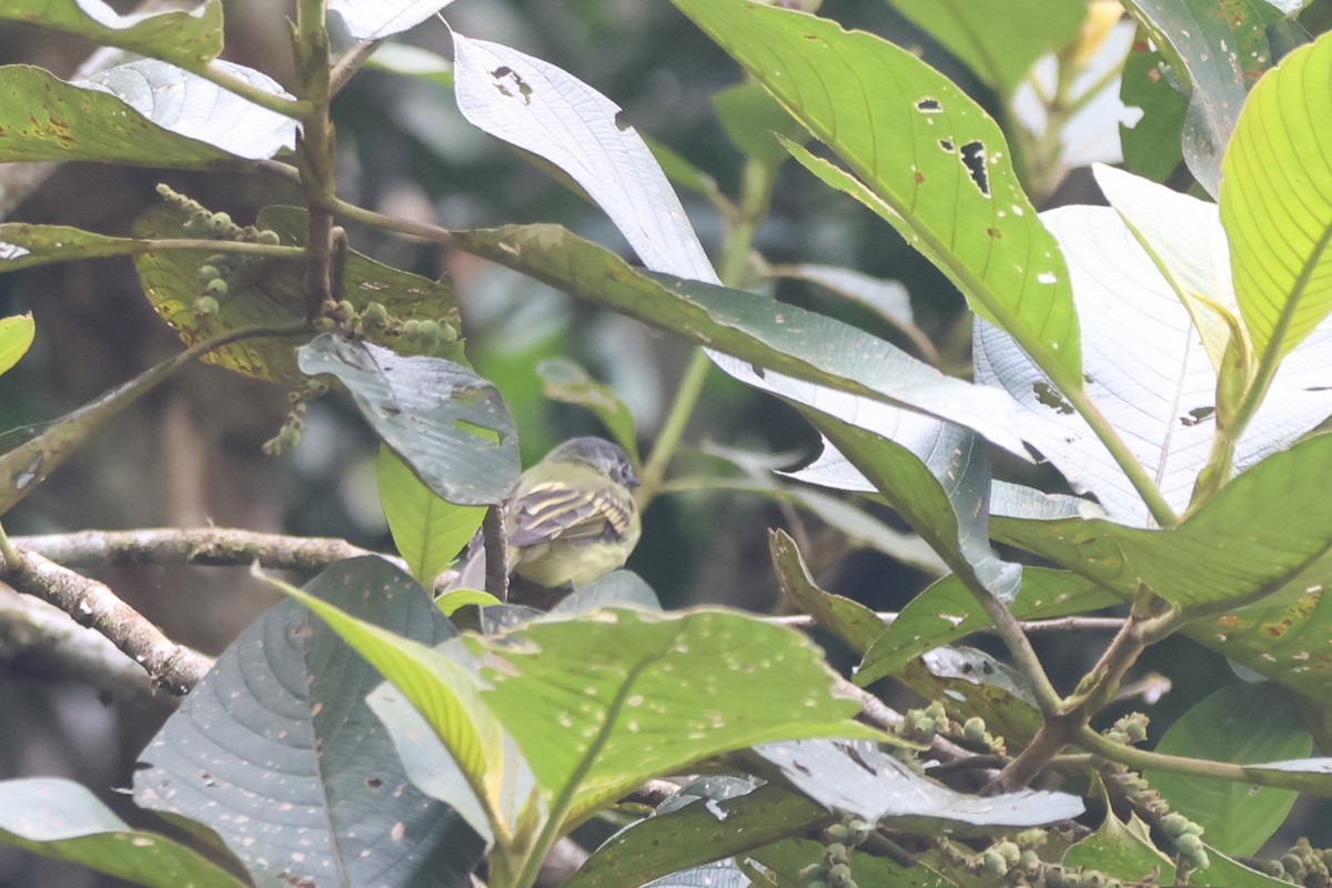 Variegated Bristle-Tyrant - ML646377833