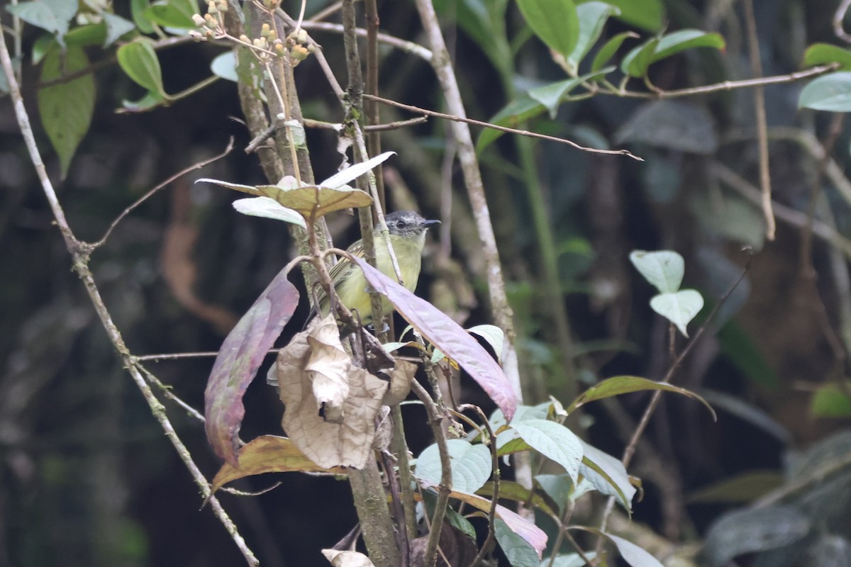 Variegated Bristle-Tyrant - ML646377834