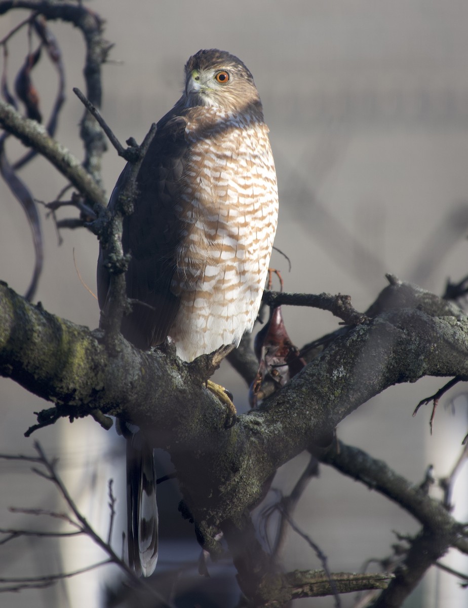 Cooper's Hawk - ML646377835