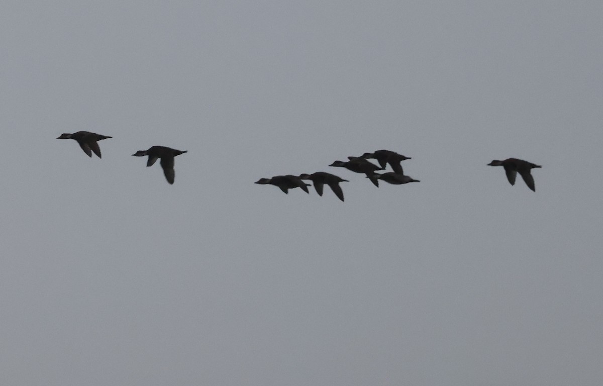 Common Eider - ML646377836