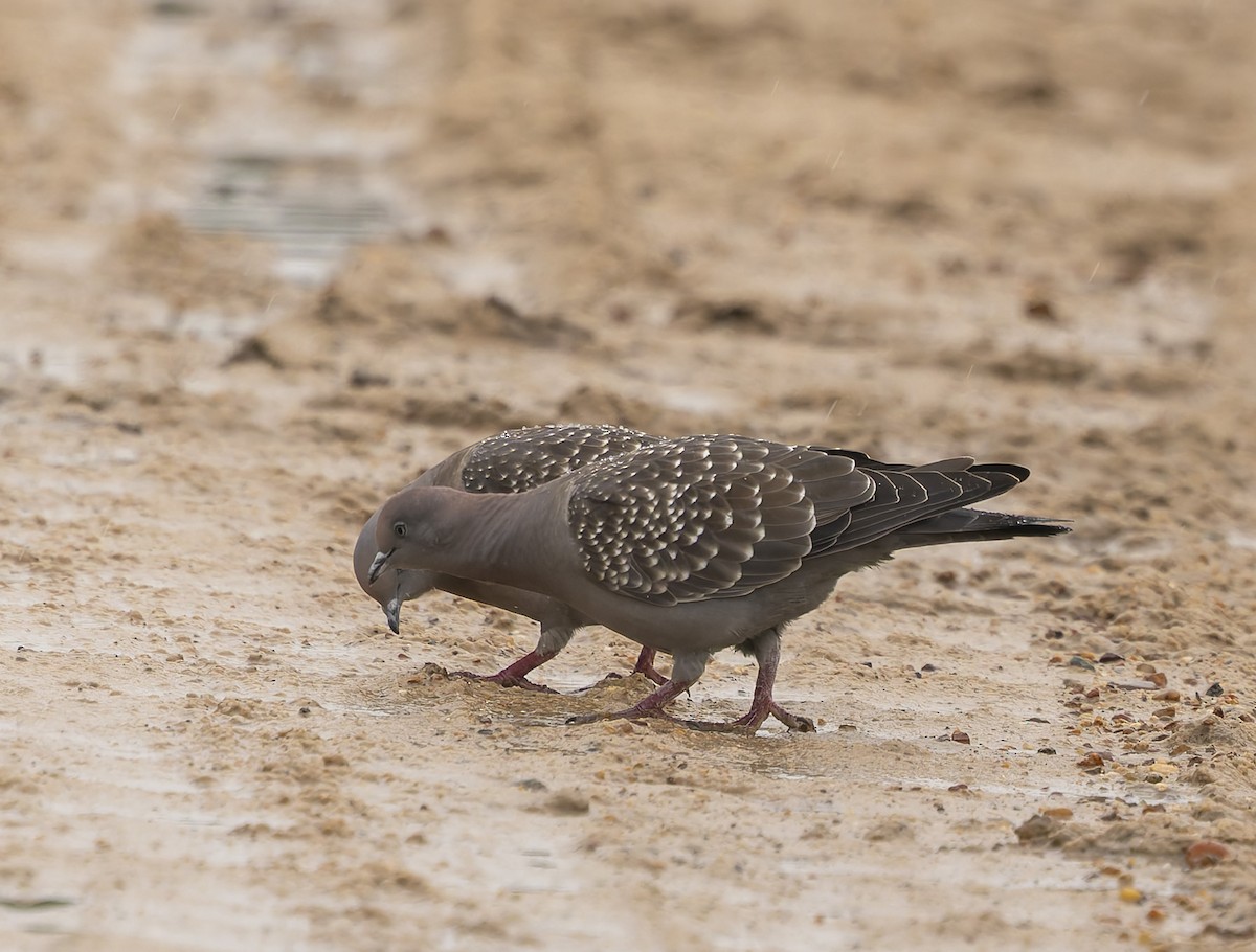 Spot-winged Pigeon - ML646377837
