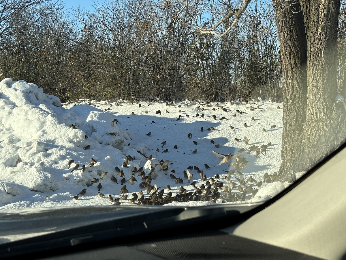 דרור הבית - ML646377838