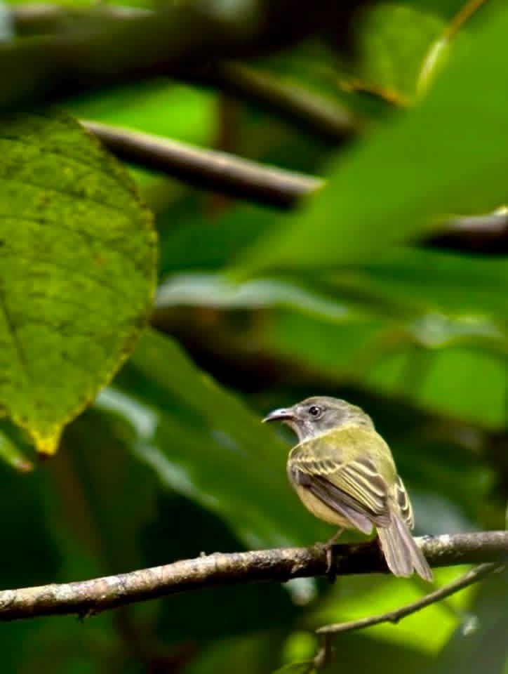 Northern Bentbill - ML646377840