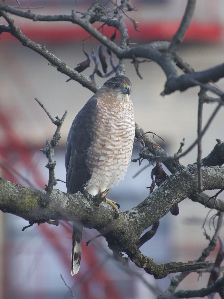 Cooper's Hawk - ML646377841