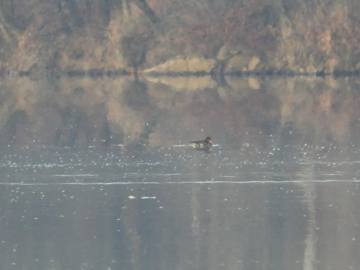 紅胸秋沙 - ML646377842