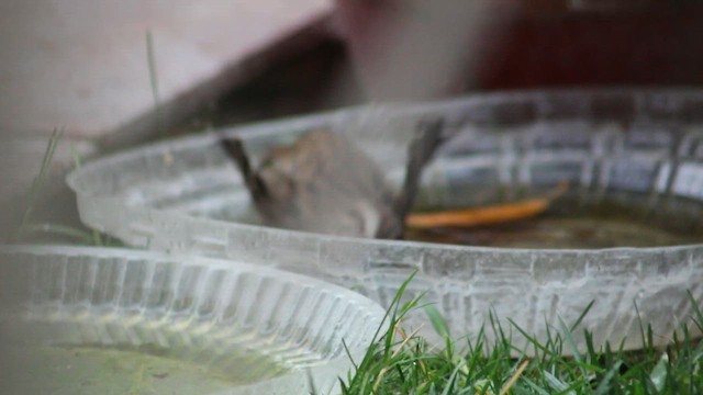 Song Sparrow (heermanni Group) - ML646377843