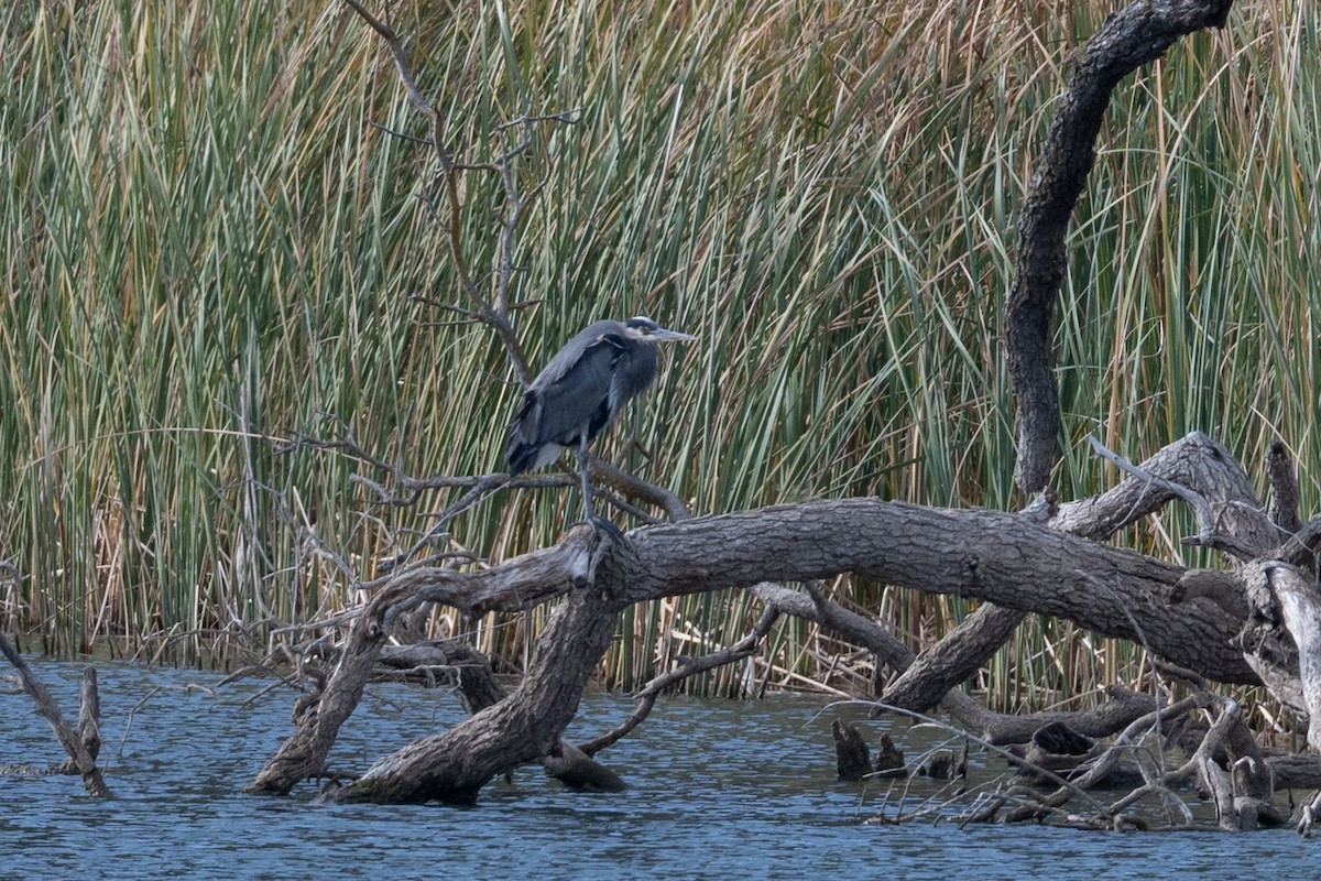 Great Blue Heron - ML646377844