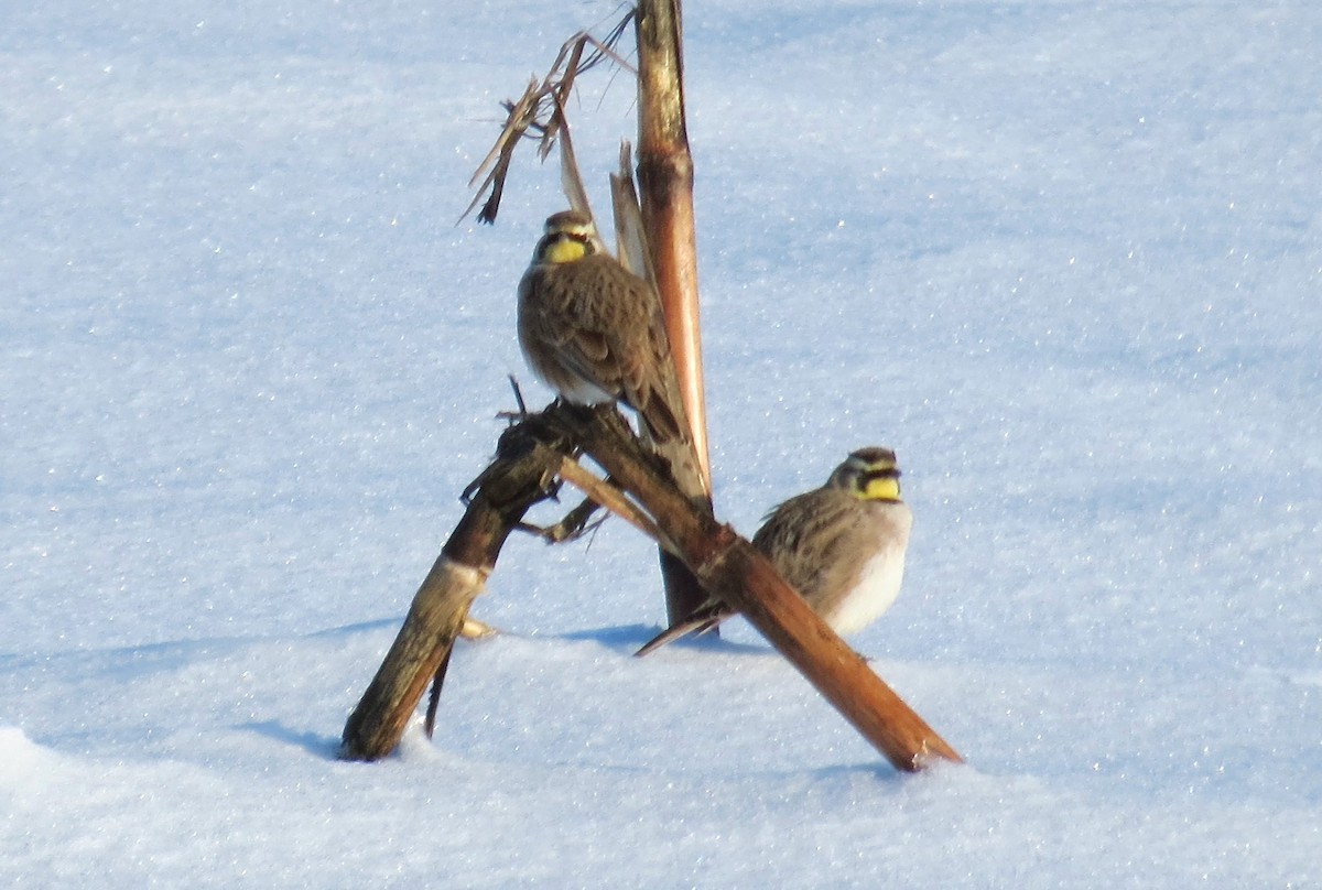 Alondra Cornuda - ML646377845