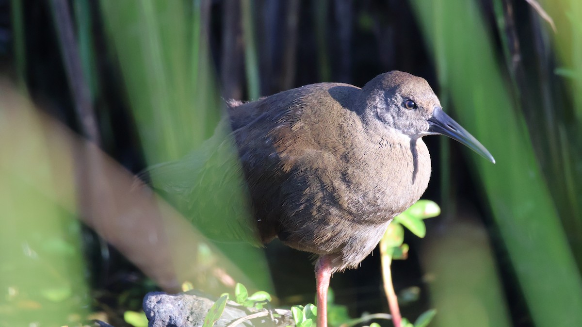 Plumbeous Rail - ML646377847