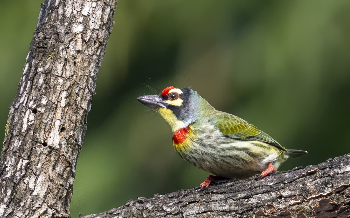 Coppersmith Barbet - ML646377848