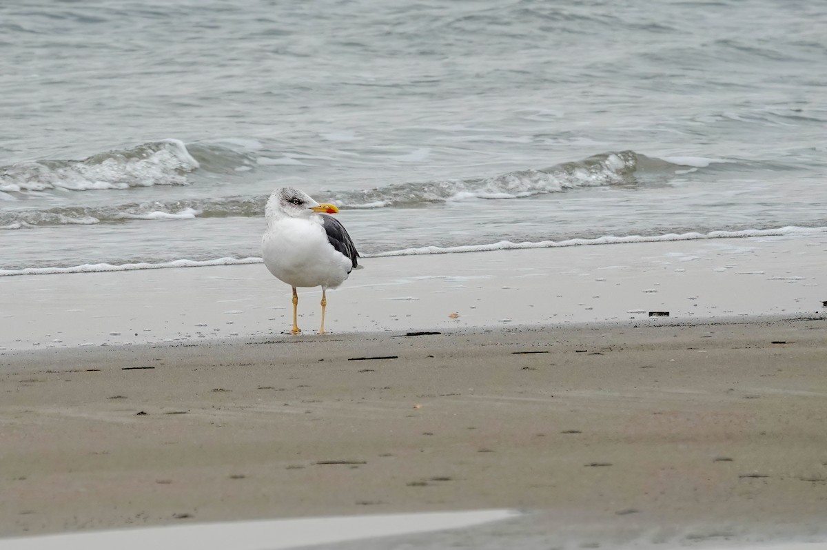 Lesser Black-backed Gull - ML646377856