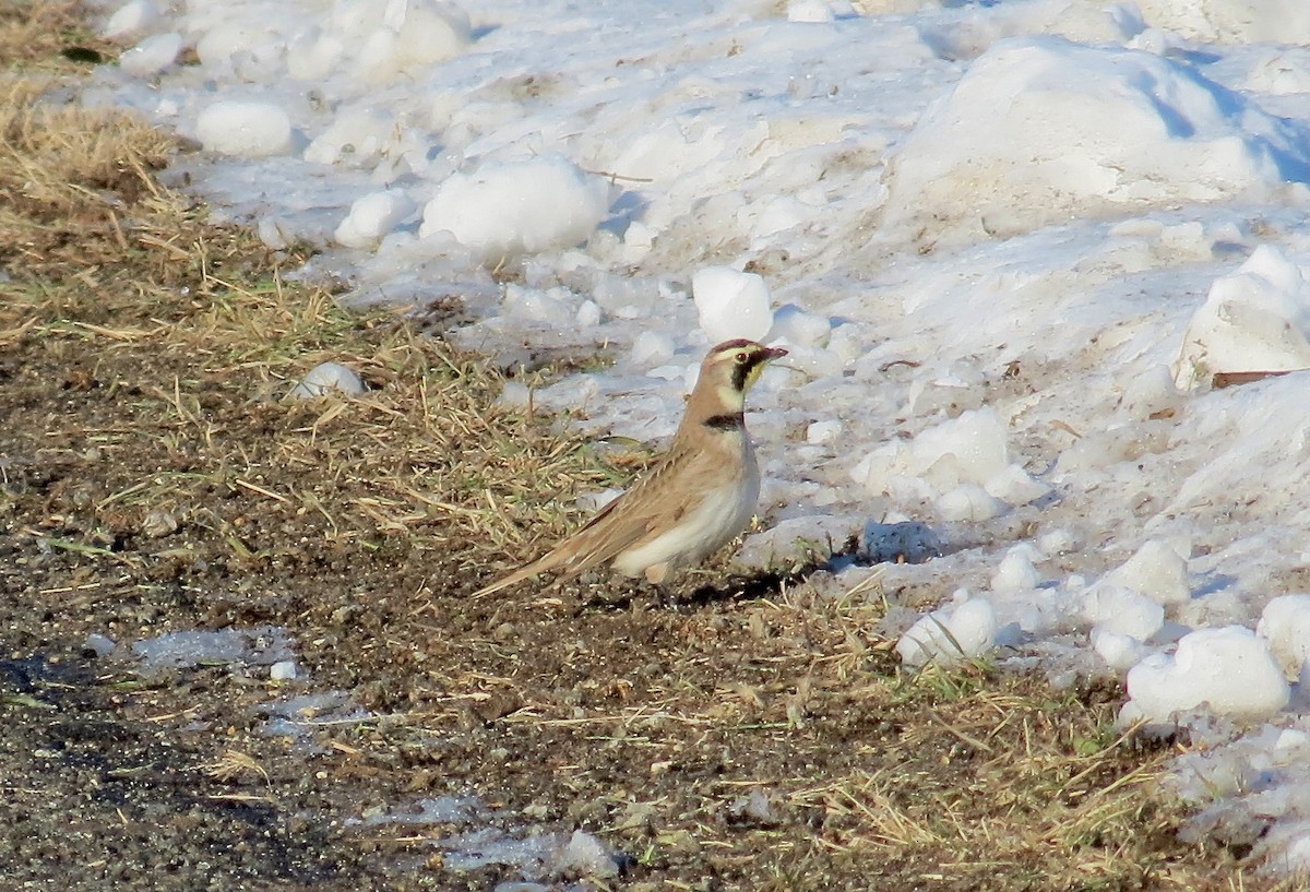 Alondra Cornuda - ML646377857