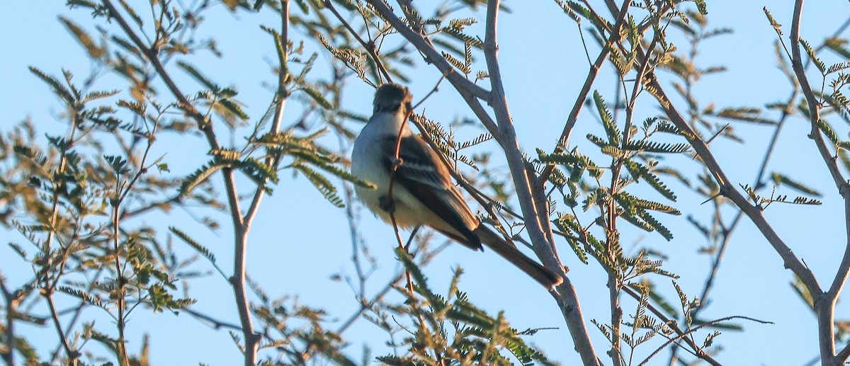 Ash-throated Flycatcher - ML646377858