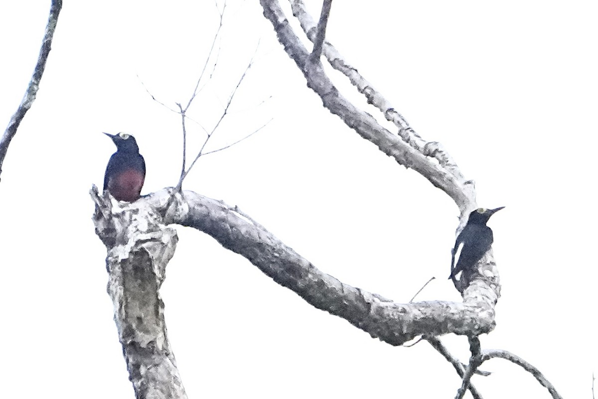 Yellow-tufted Woodpecker - ML646377861